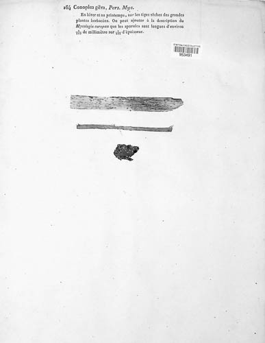 Volutella gilva image